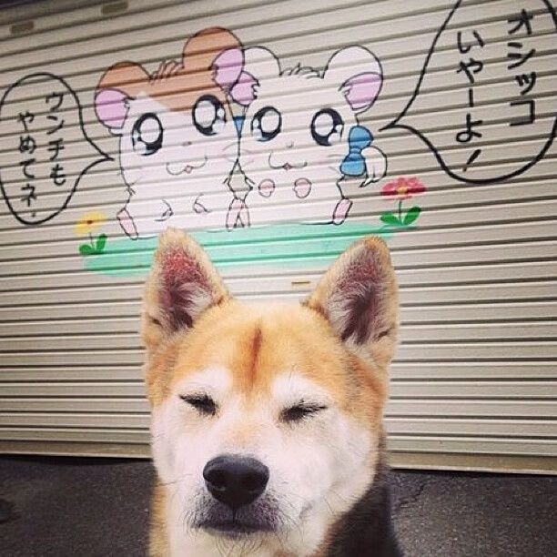 哈斯绝杀马丁的隐形引擎，诺里斯高光背后的残酷真相