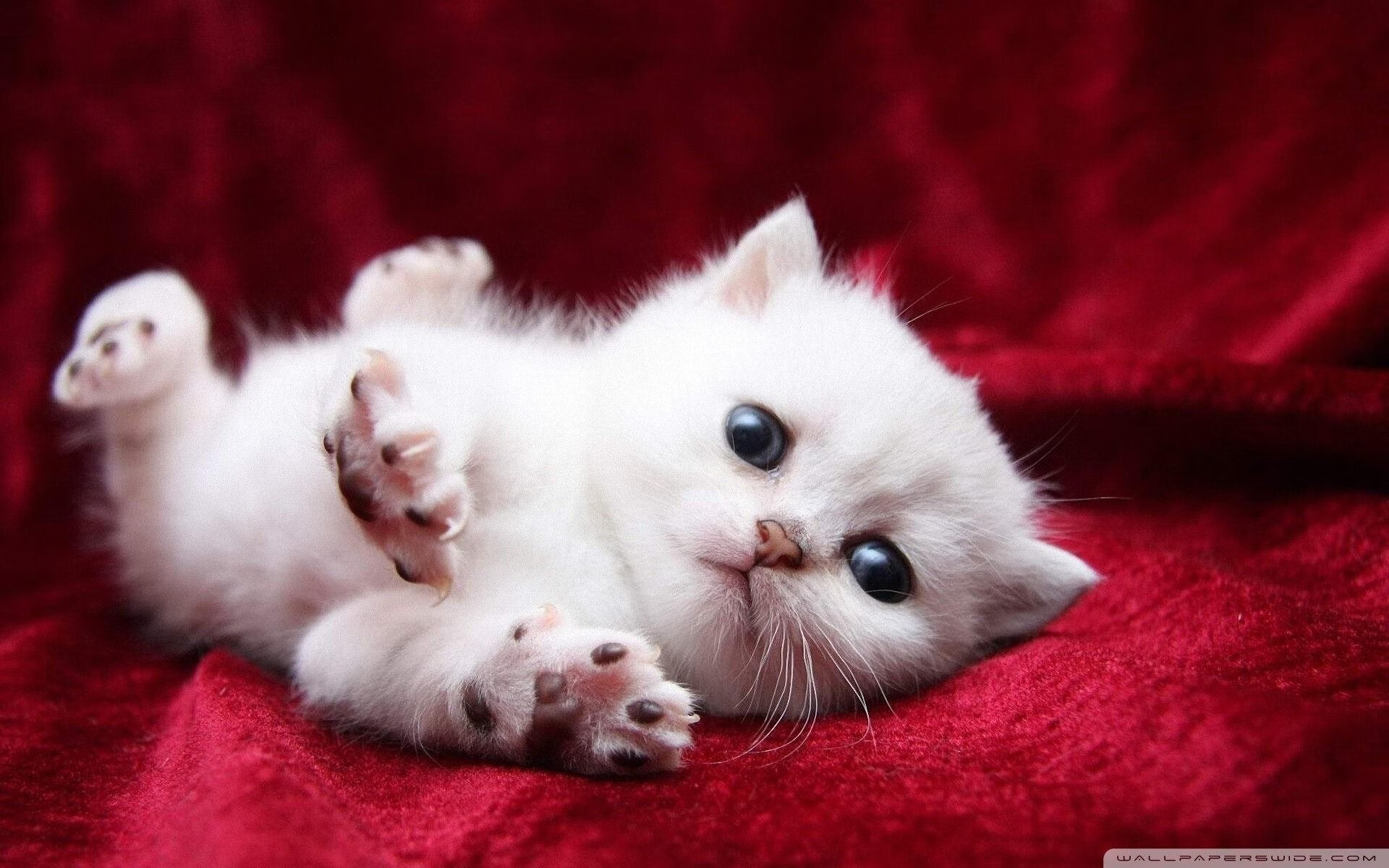 破晓神话,当第七大陆的狂涛,吞噬了旧航海家的星图