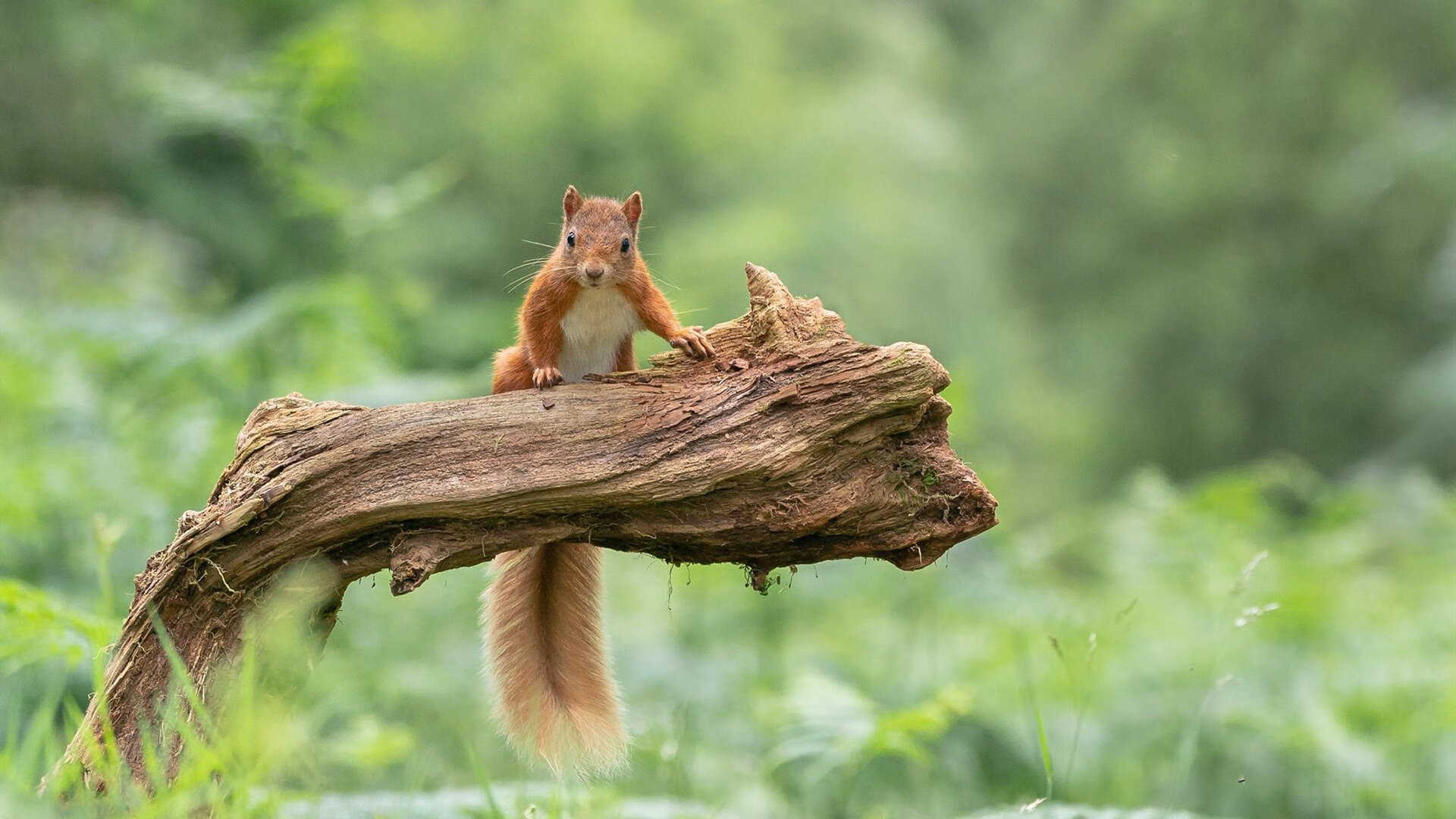 街头狂想曲,当老鹰在爵士的轰鸣中横扫赛道