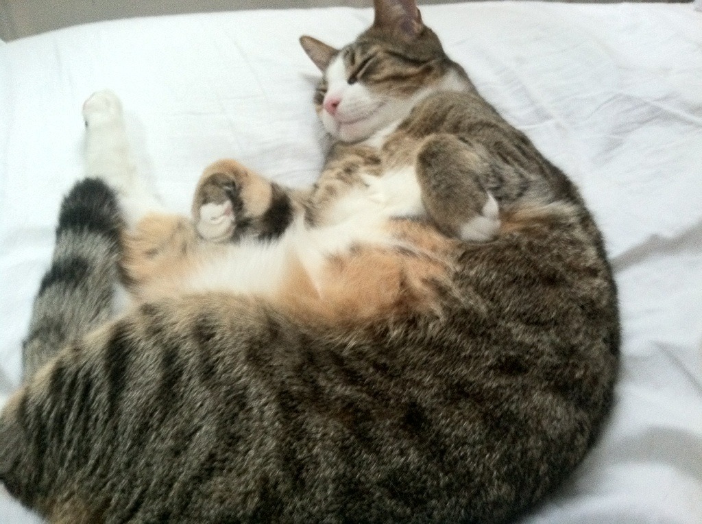 爱游戏官方-蓝十字星划破慕尼黑夜空，苏亚雷斯点燃赛场，哥斯达黎加绝杀拜仁