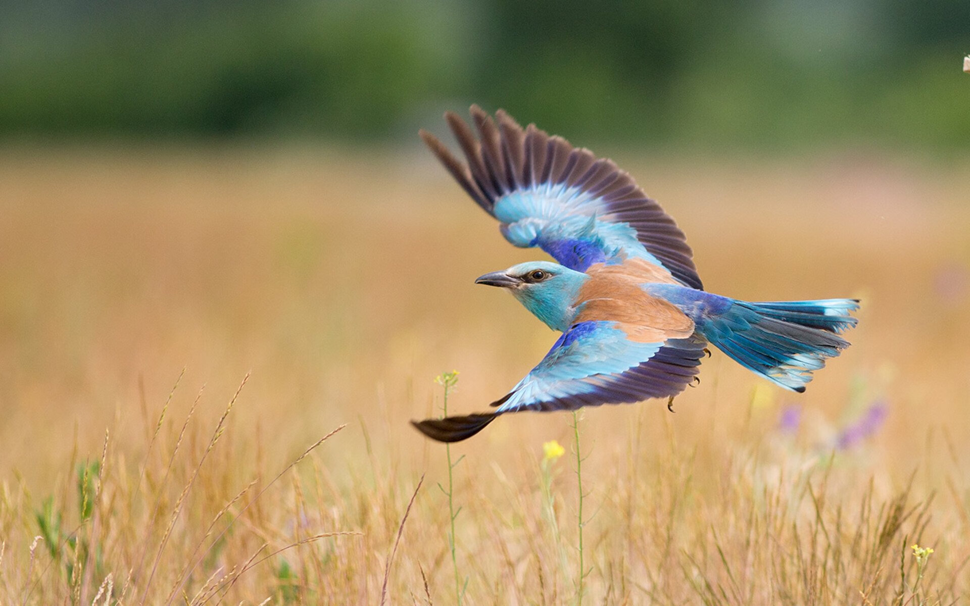 巨压淬炼，意甲焦点战之夜，帕尔默于无声处听惊雷