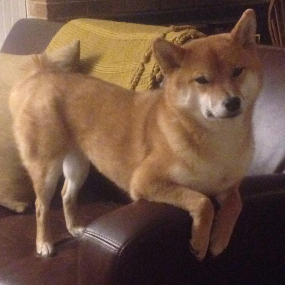 爱游戏在线-征服的艺术，从沙漠赛道到绿茵战场