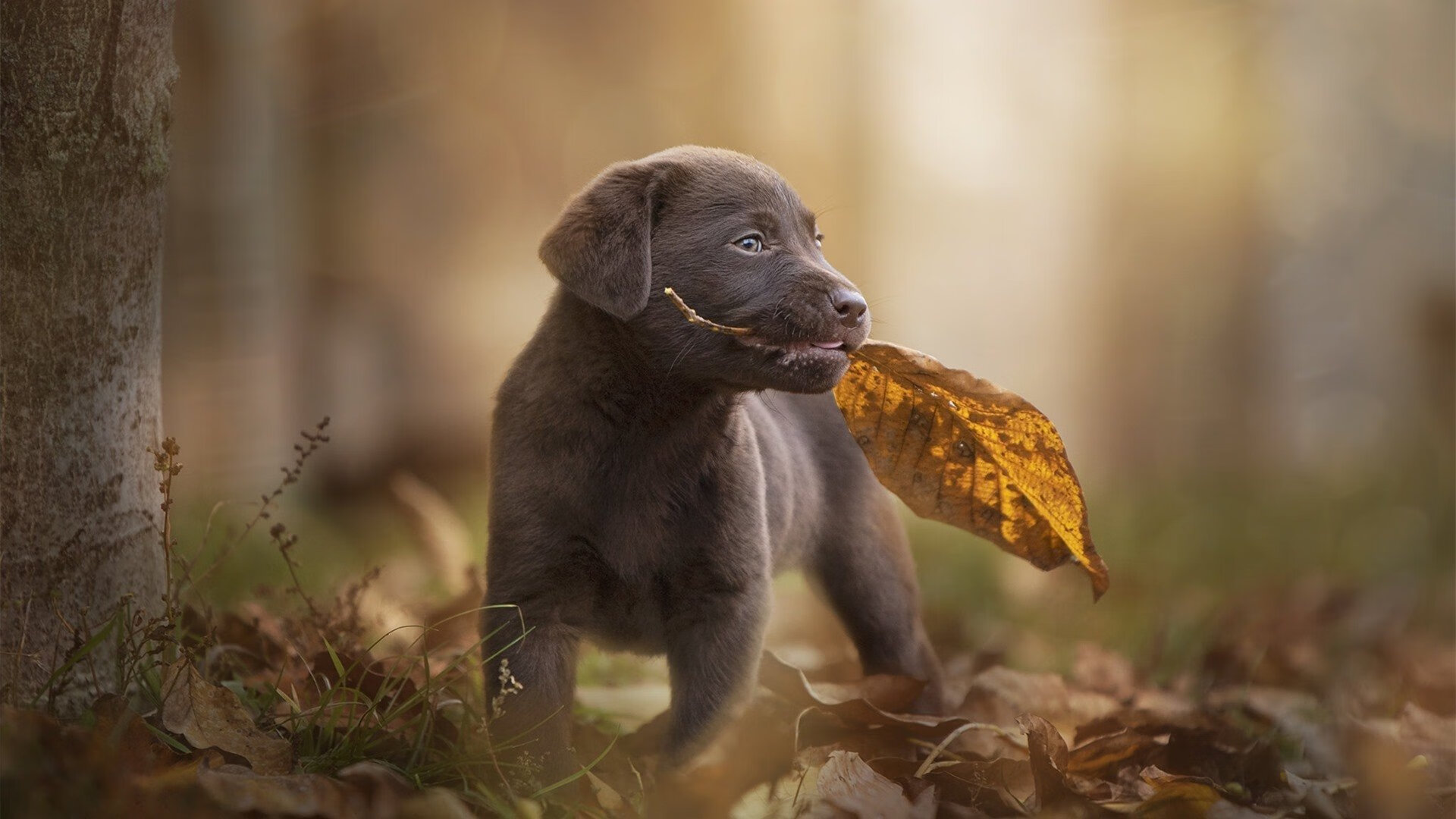 爱游戏下载-冰岛战吼新篇章，罗德里指挥交响，北欧德比横扫芬兰