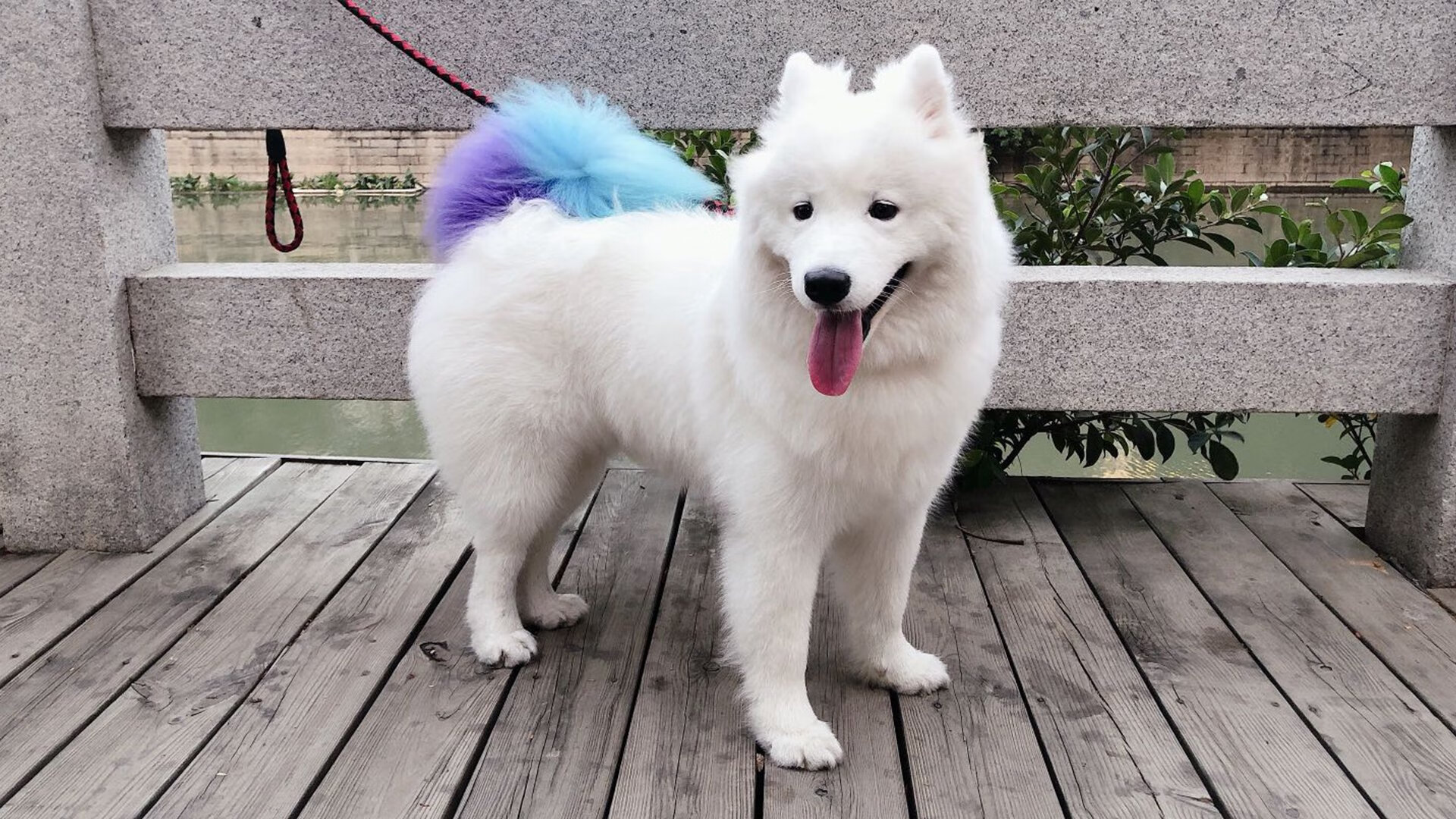 铁壁与手术刀，当活塞的窒息防守遇上哈利伯顿的致命拆解