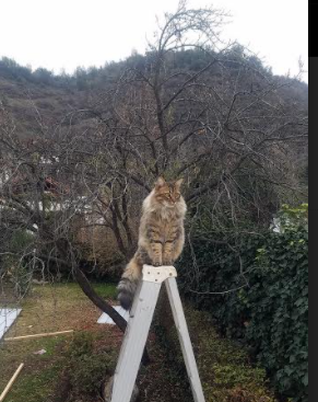 喀麦隆旋风席卷欧洲,英超争冠焦点战激战正酣,佛罗伦萨强势晋级彰显非洲力量