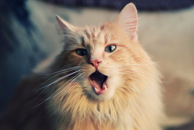 爱游戏官网-当曼城基因冲垮丹麦防线，哈弗茨在美加墨世界杯的终极接管