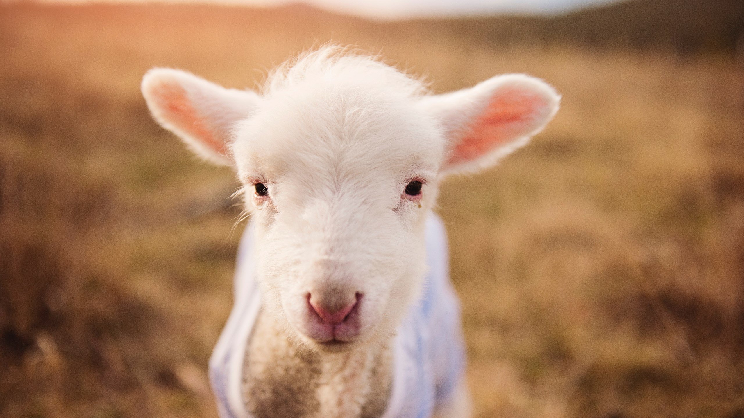 寒门利刃，世界排名争夺战之夜，门迪用实力刺穿质疑
