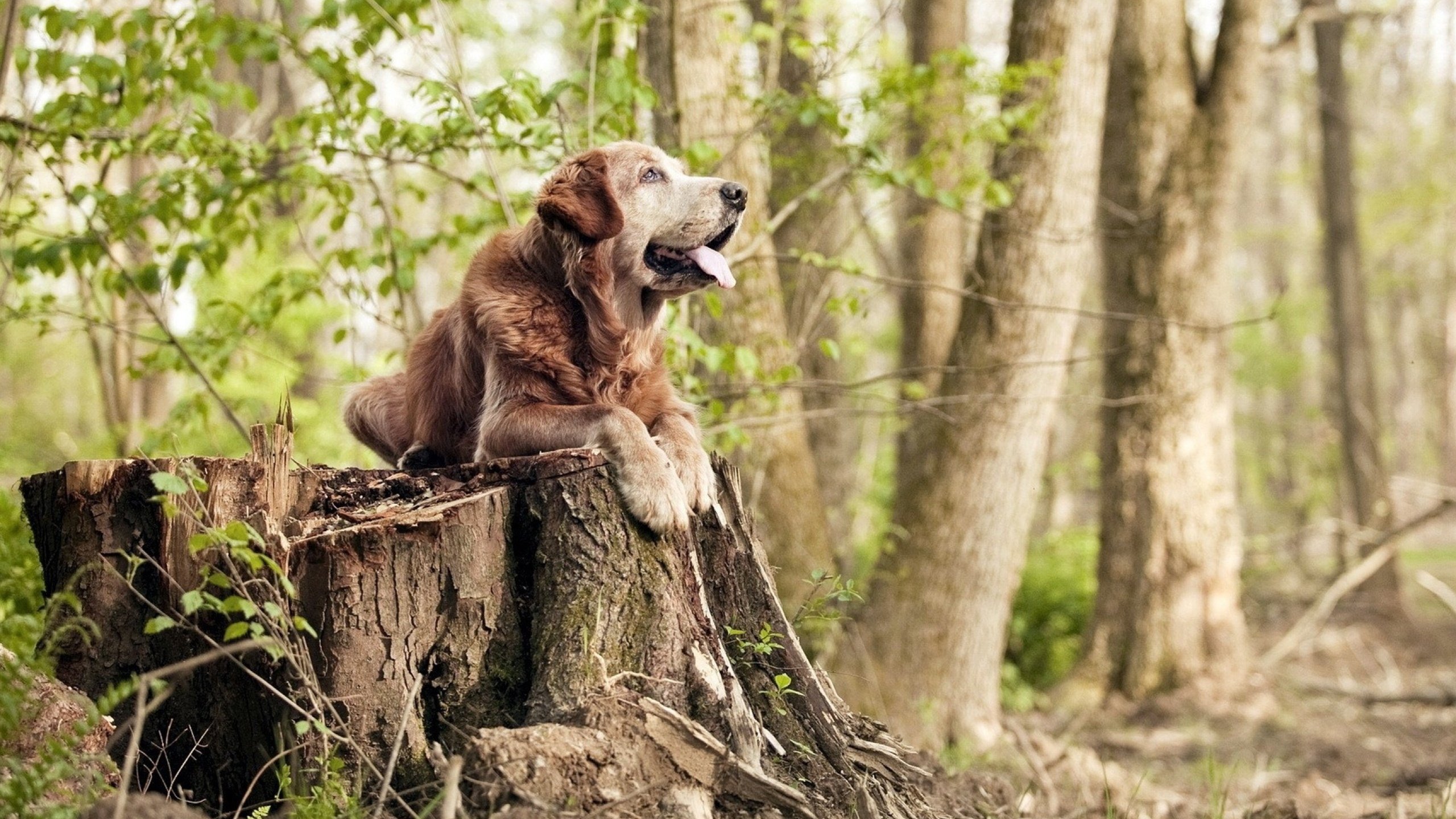 爱游戏官方入口-跨越时空的篮球智慧，从约基奇的自我救赎到新疆队的战术压制
