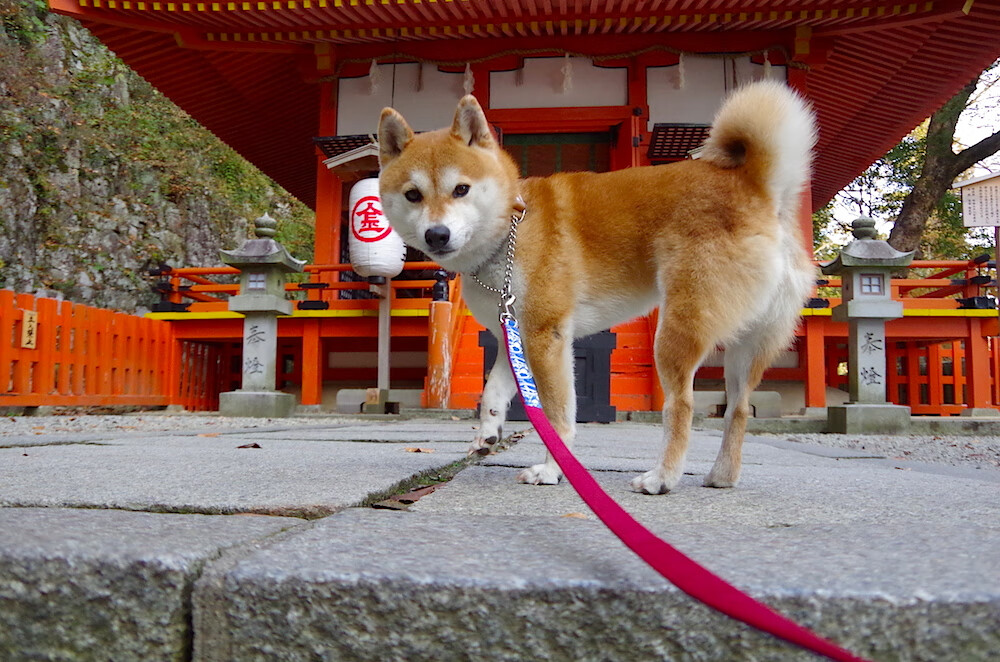 宿命对决,卡塔尔黄金米兰与最后的古典大师若日尼奥