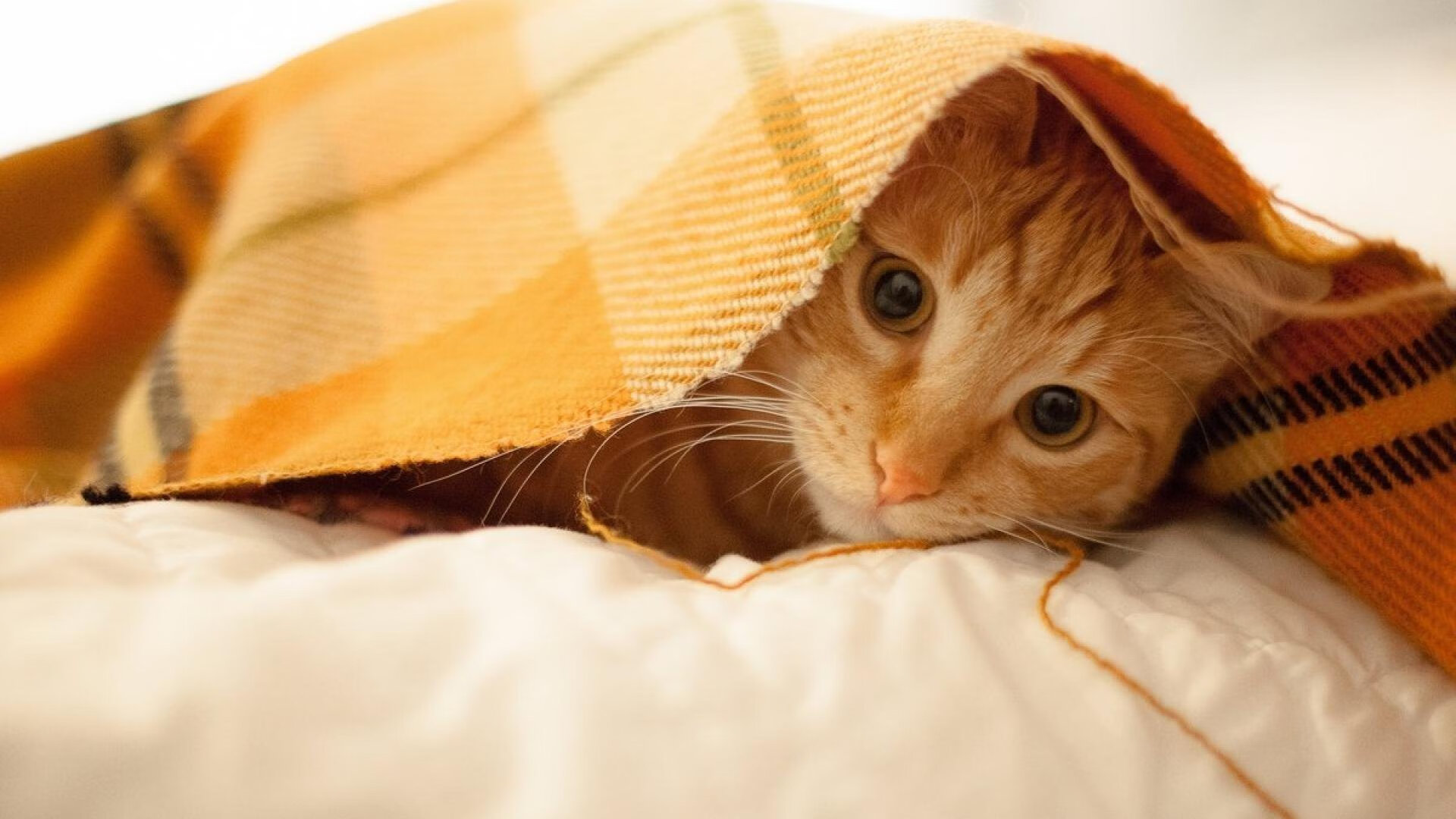 唯一性之战，黄蜂压哨绝杀火箭，改写季后赛命运的0.1秒奇迹