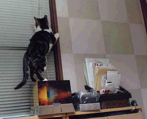 双城记，意甲焦点战与活塞火力压制黄蜂的体育哲学